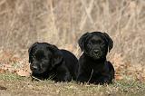 LABRADOR 1128